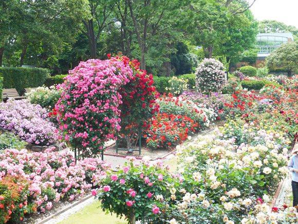 福岡市植物園 花壇紹介