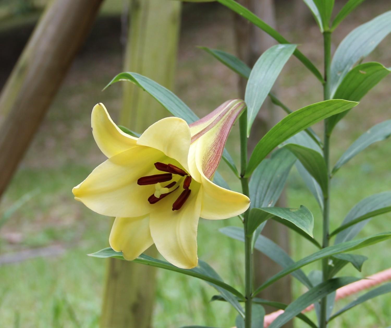 幻の百合 ハカタユリ 博多百合 が咲きはじめました 6 4 福岡市植物園