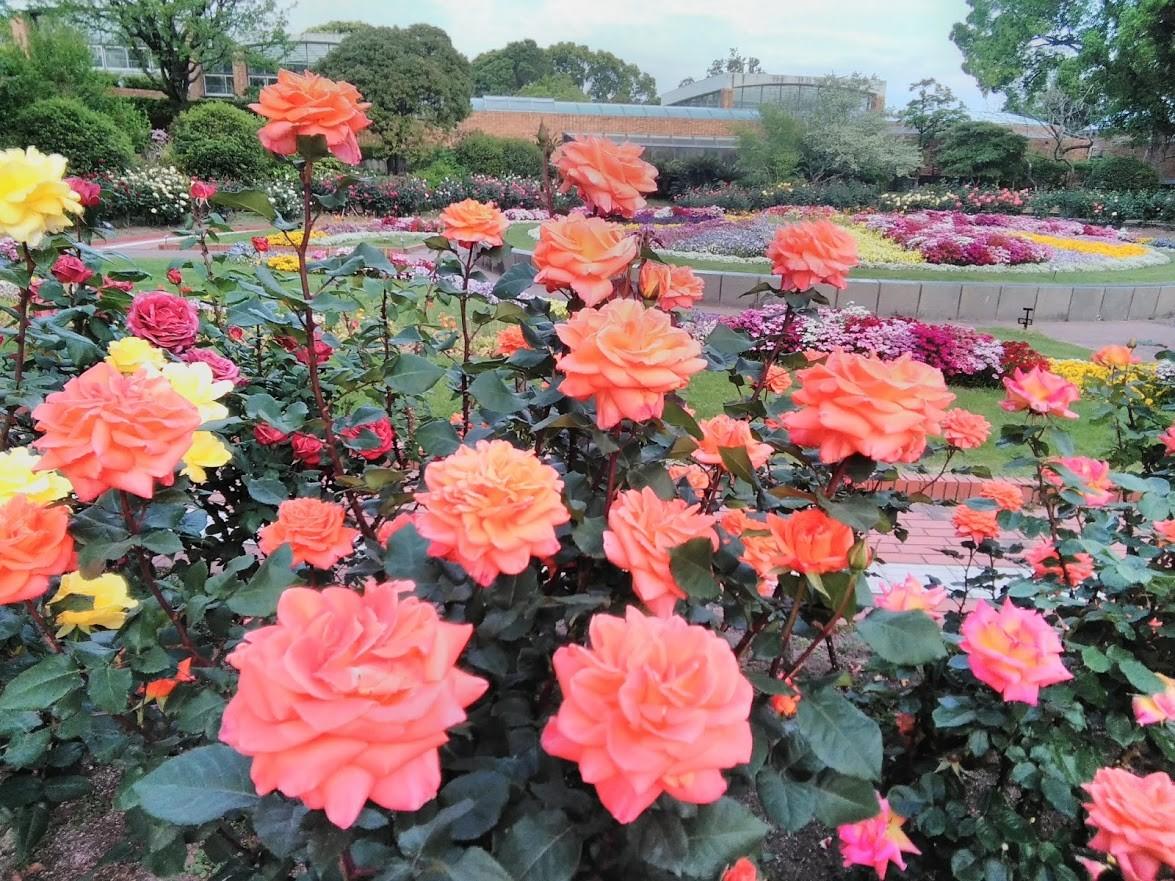 春のバラが綺麗に咲いています 21 4 24 福岡市植物園