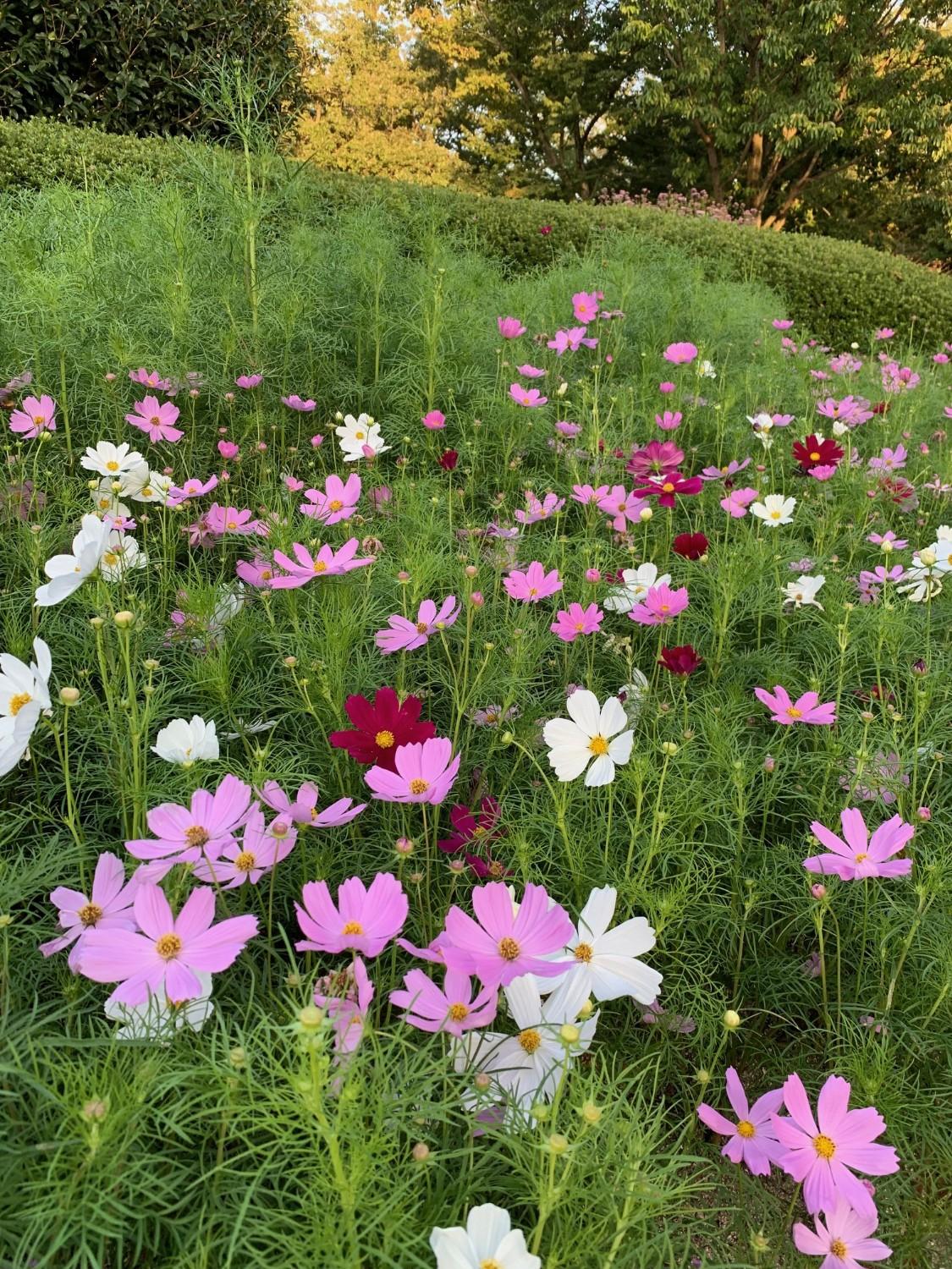 見頃の花散策マップ 更新しました 21 10 2 福岡市植物園