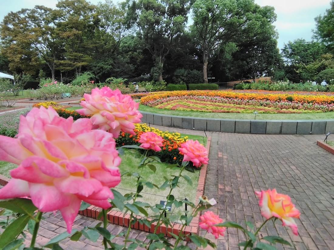 秋のバラが見頃 秋のバラまつり が始まりました 21 10 14 福岡市植物園