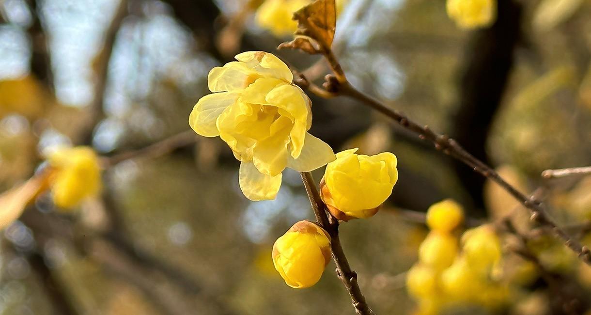 ソシンロウバイ