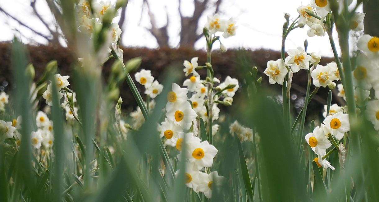 ニホンズイセン