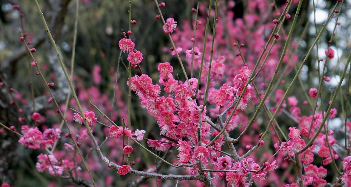 ウメ '緋の司'