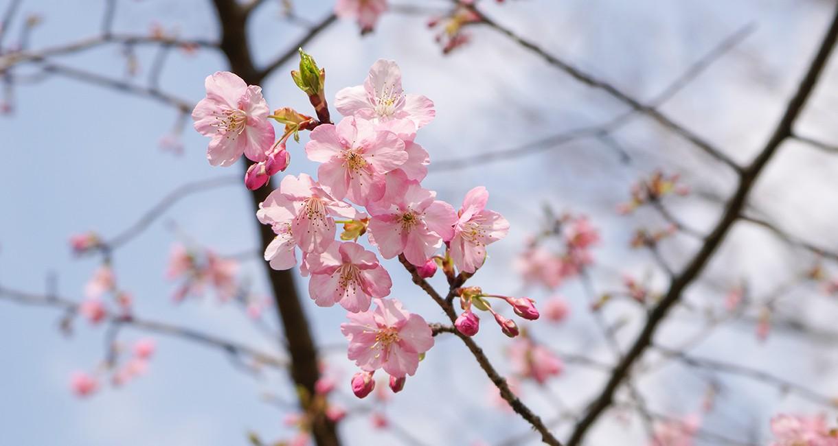 カワヅザクラ