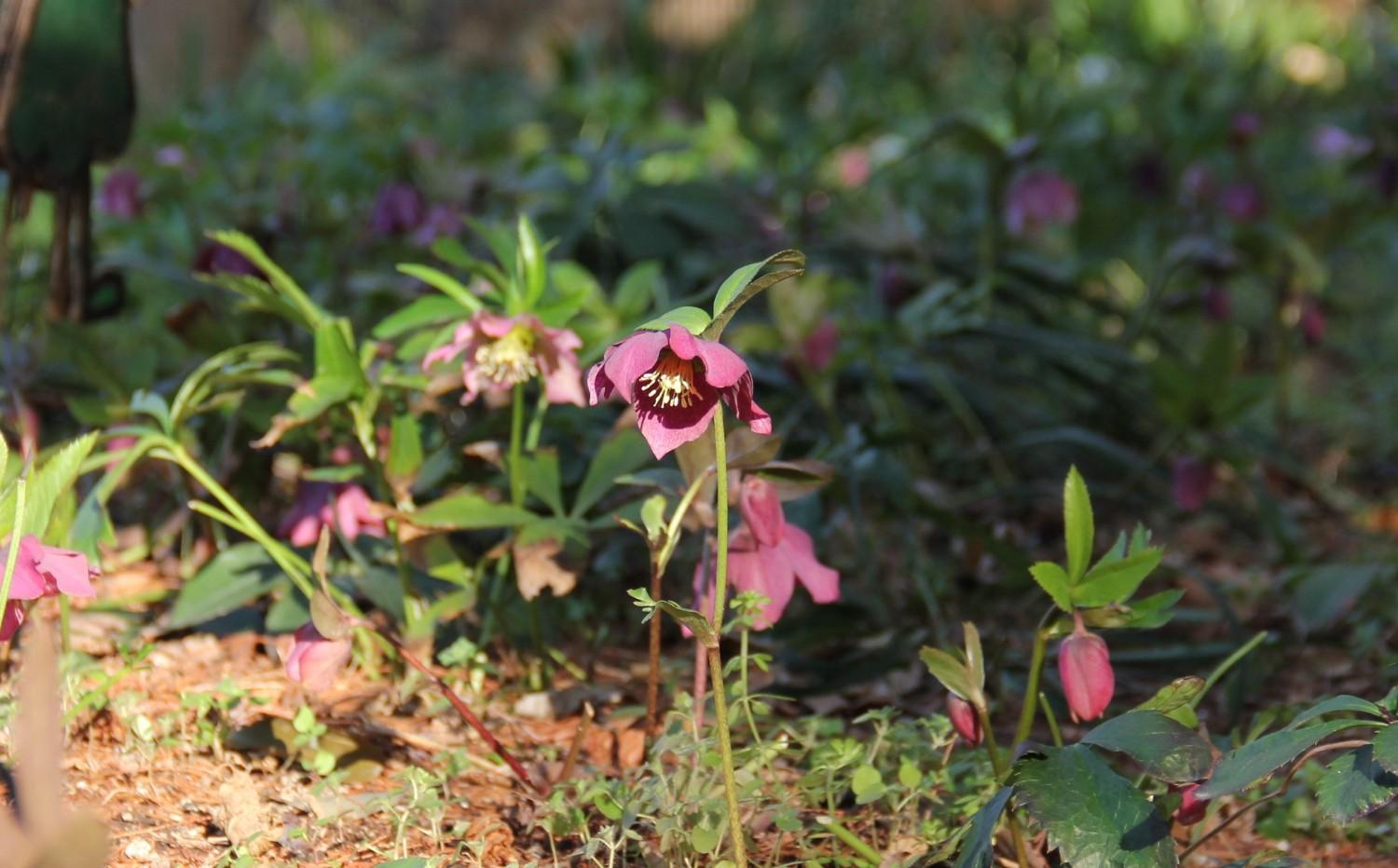 クリスマスローズ