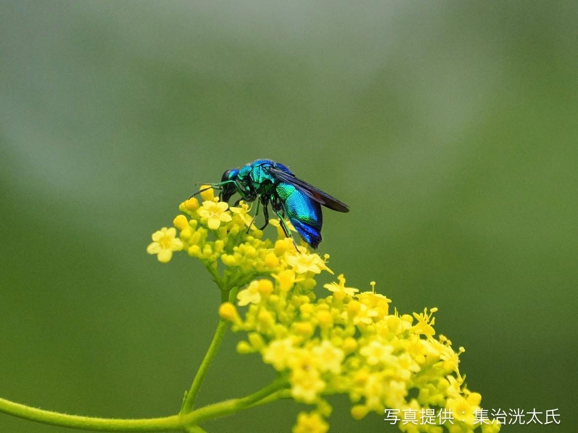 オオセイボウ(大青蜂)が来ていました！の画像1