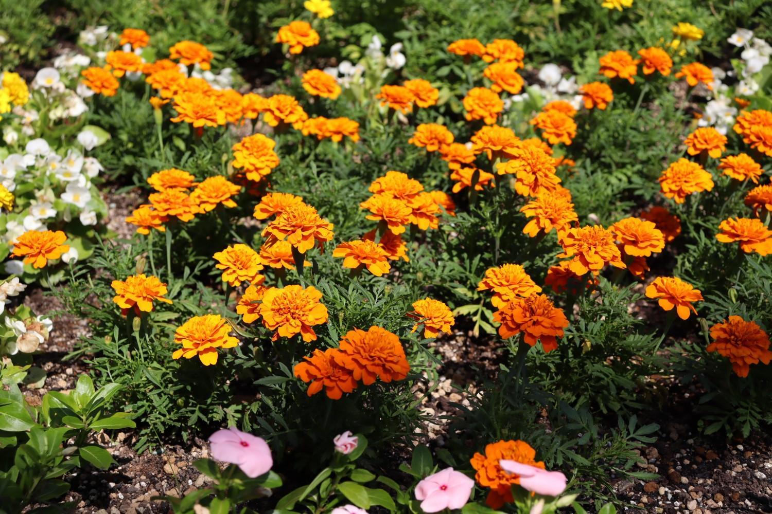 動物園西門前の「おもてなし花壇」がライオンに！の画像5
