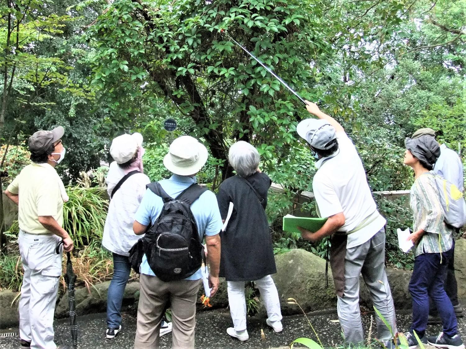 ２月の植物観察会  ※当日受付の画像