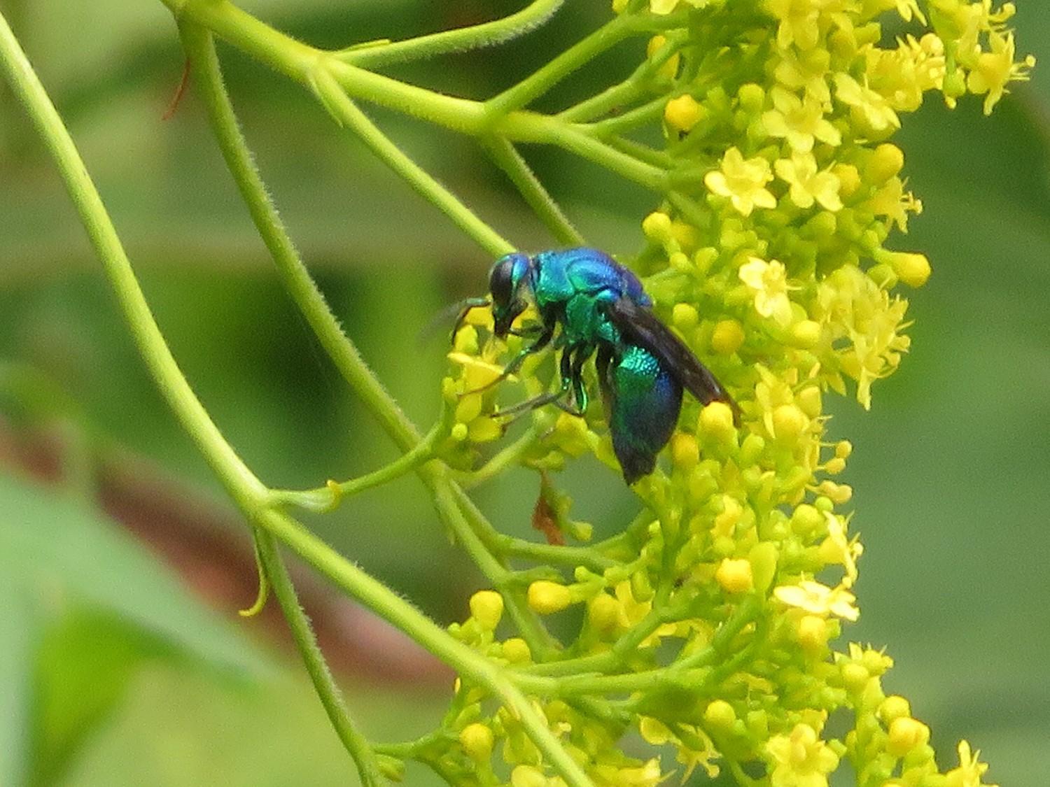 オオセイボウ(大青蜂)が来ていました！の画像4