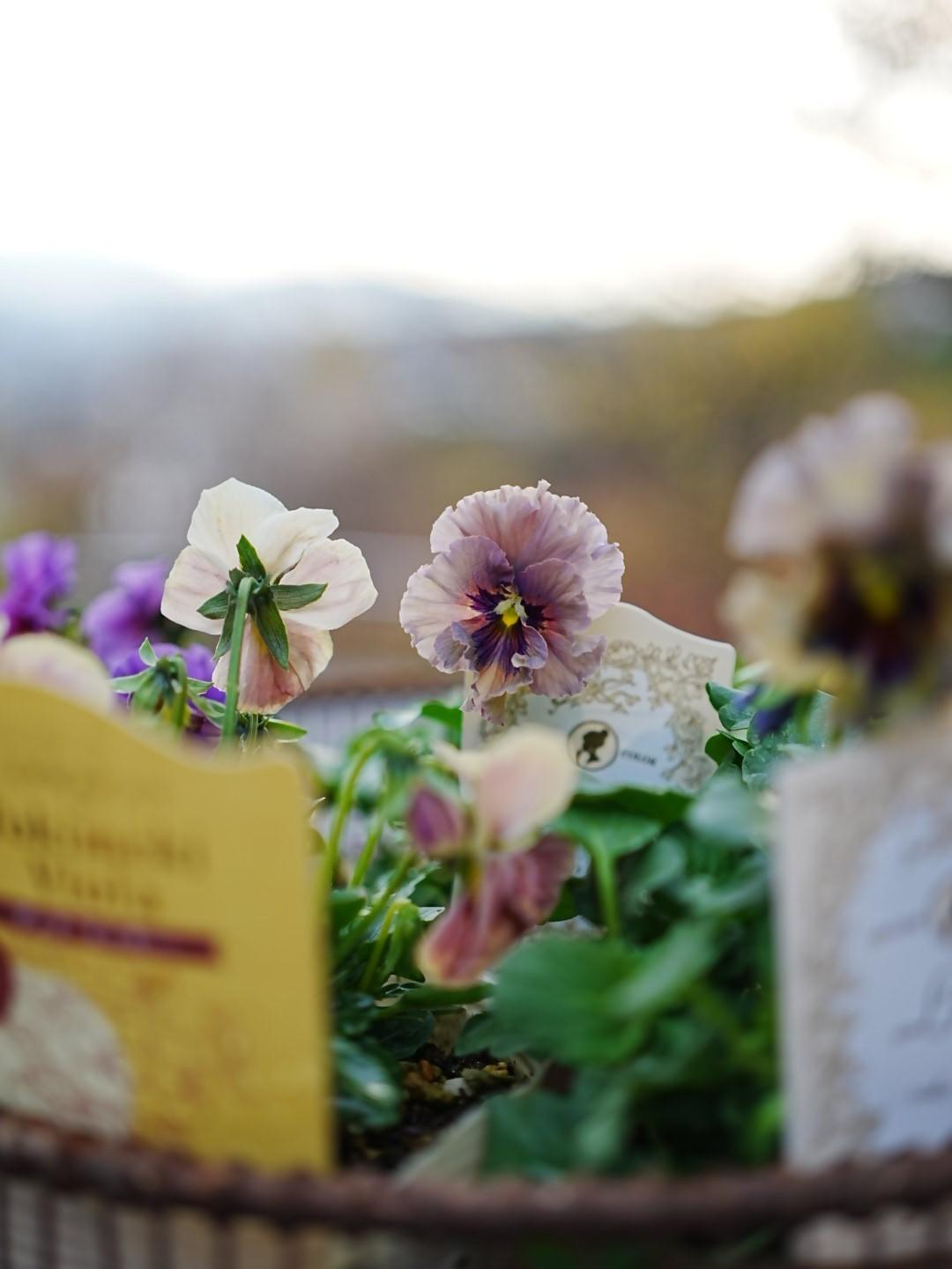 サロン・ド・ボタニークの画像