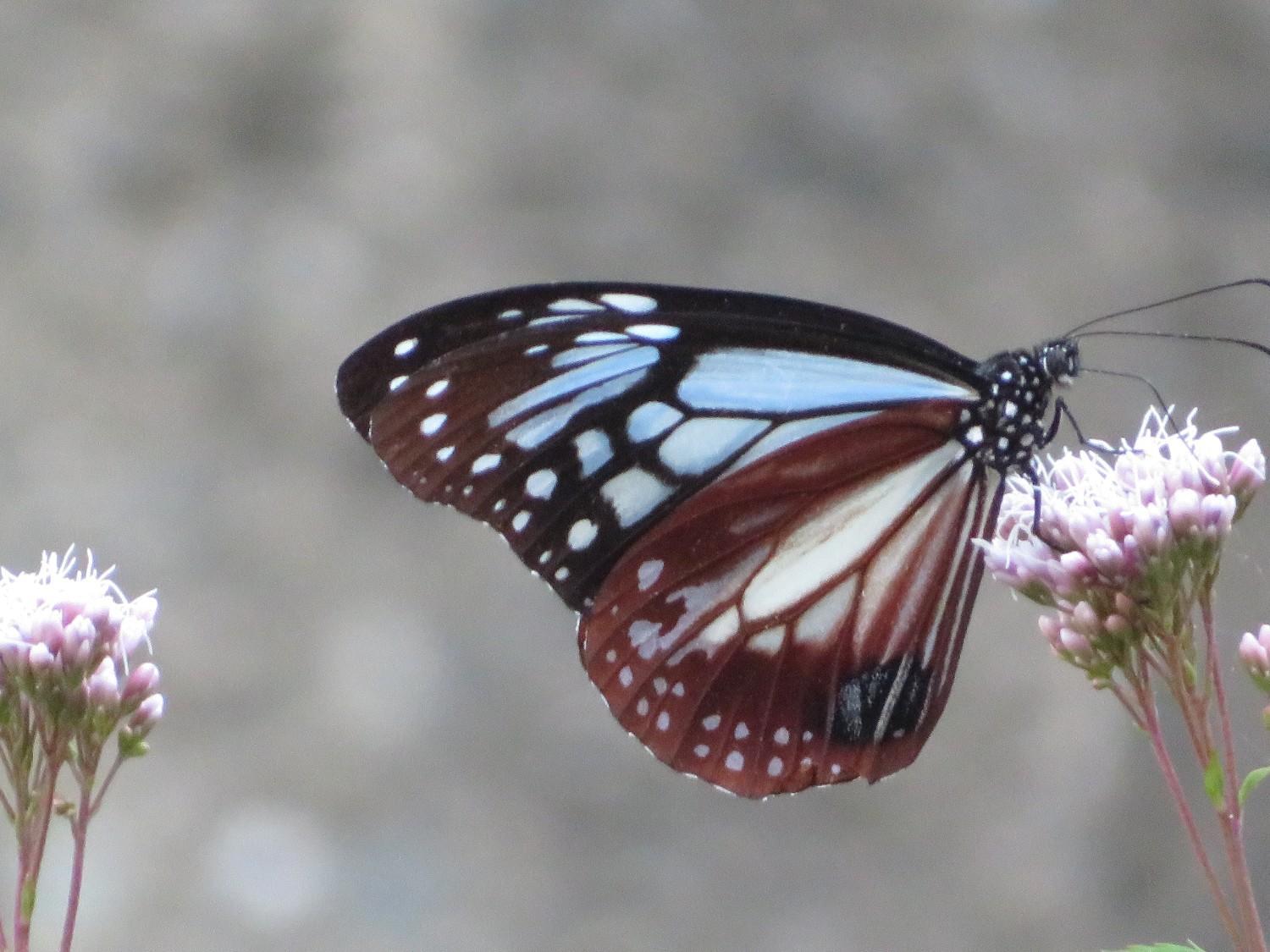 アサギマダラが今年も飛来しました！(フジバカマ植栽位置追記2025.10.24)の画像2