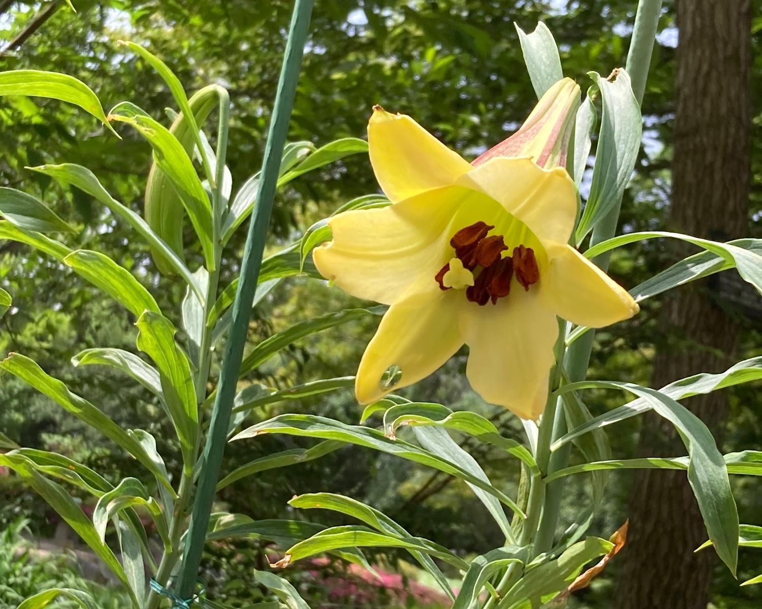 【☆幻のハカタユリが今年も開花しました☆】の画像7
