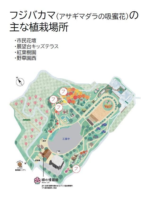 アサギマダラが今年も飛来しました！(フジバカマ植栽位置追記2025.10.24)の画像3