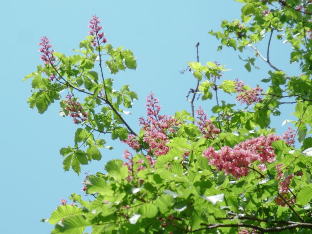 見頃の花散策マップ 更新しました（ベニバナトチノキ）｜福岡市