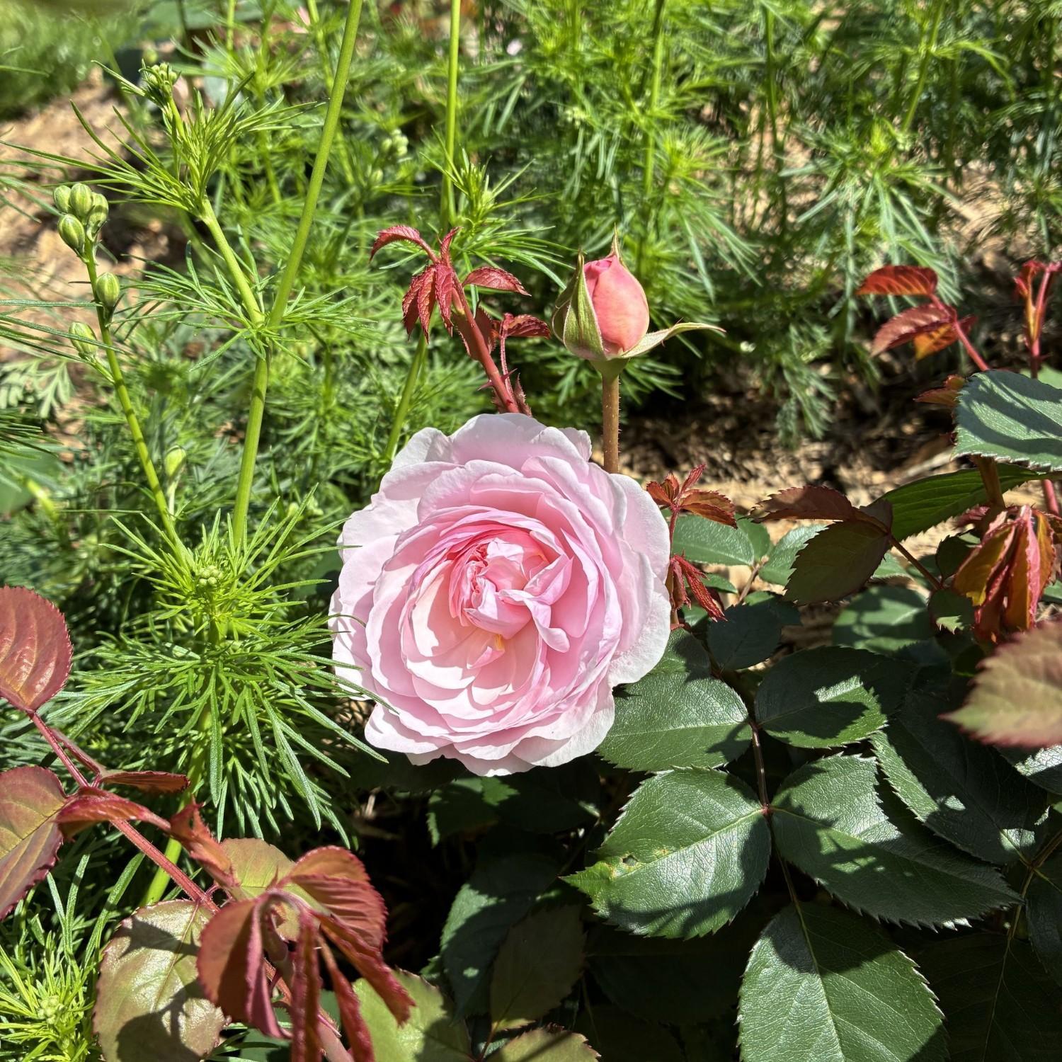 ☆春のエントランスガーデンの見どころ紹介☆