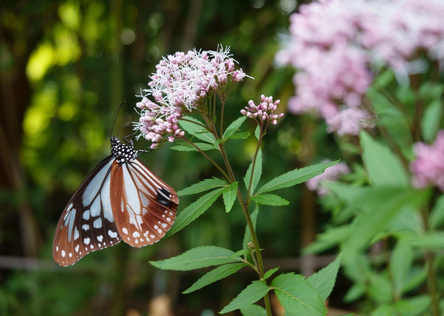 今季初、福岡市植物園にアサギマダラがやってきました！の画像2