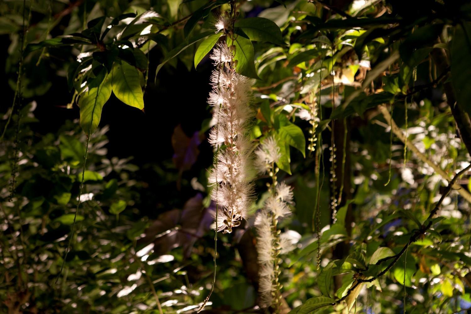 【夜の動植物園】植物園エリアの見どころ紹介の画像4