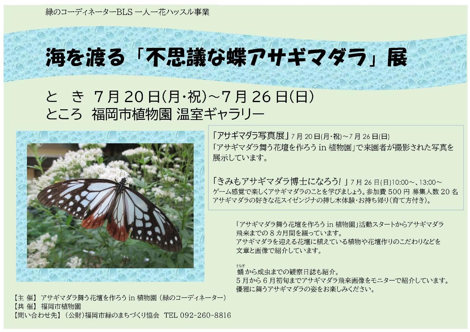 海を渡る「不思議な蝶アサギマダラ」展