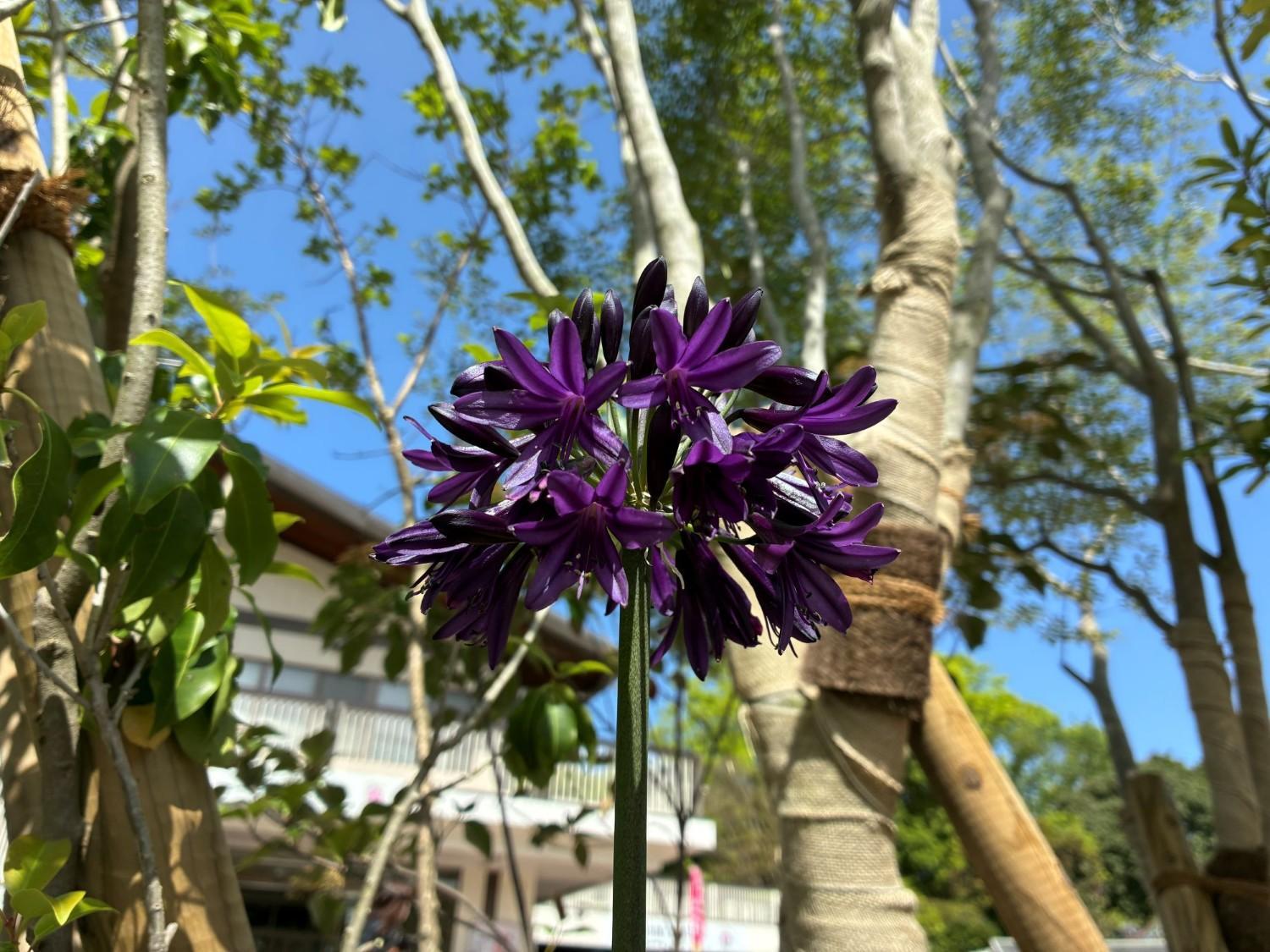 ☆春のエントランスガーデンの見どころ紹介☆の画像3