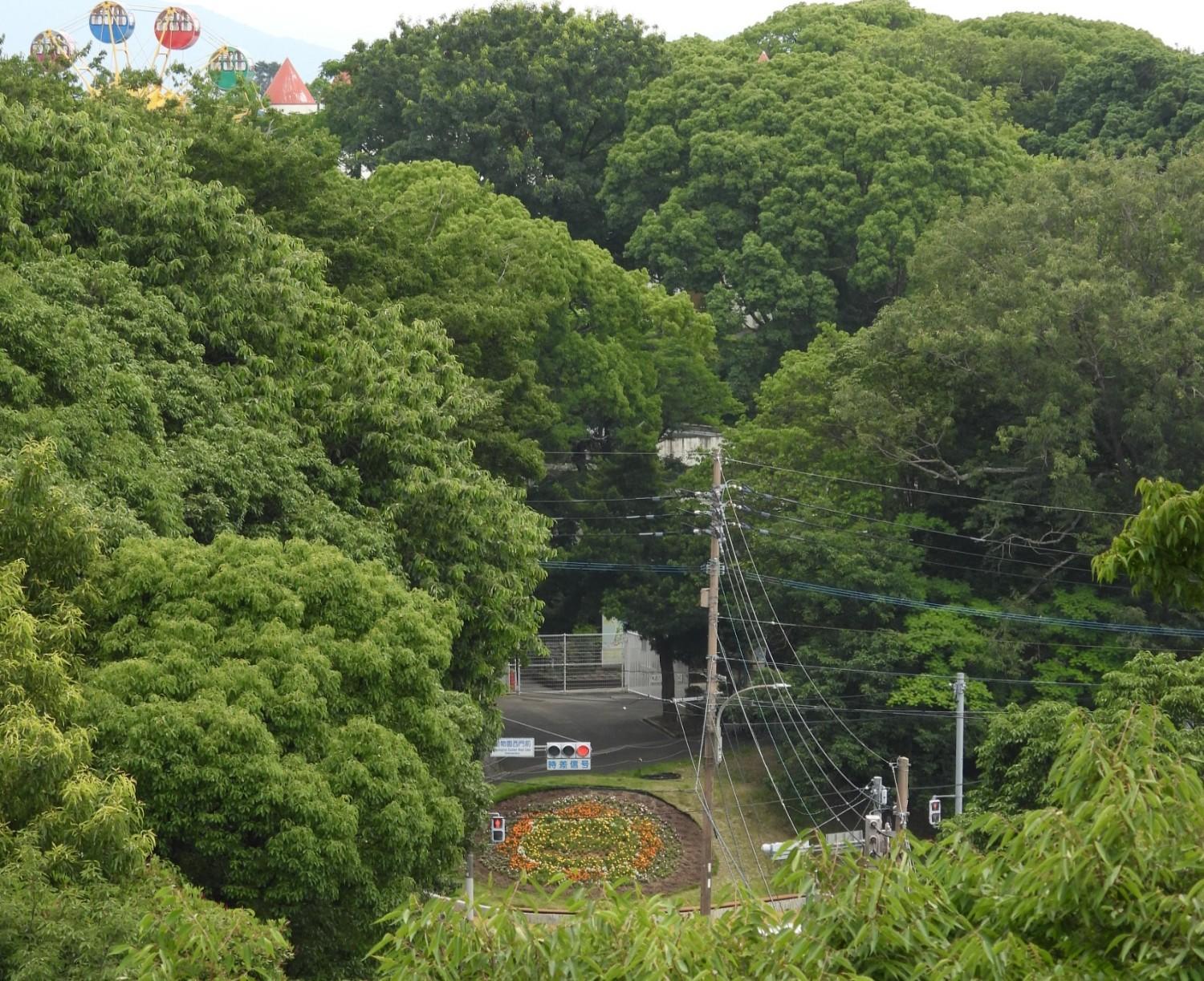 動物園西門前の「おもてなし花壇」がライオンに！の画像6