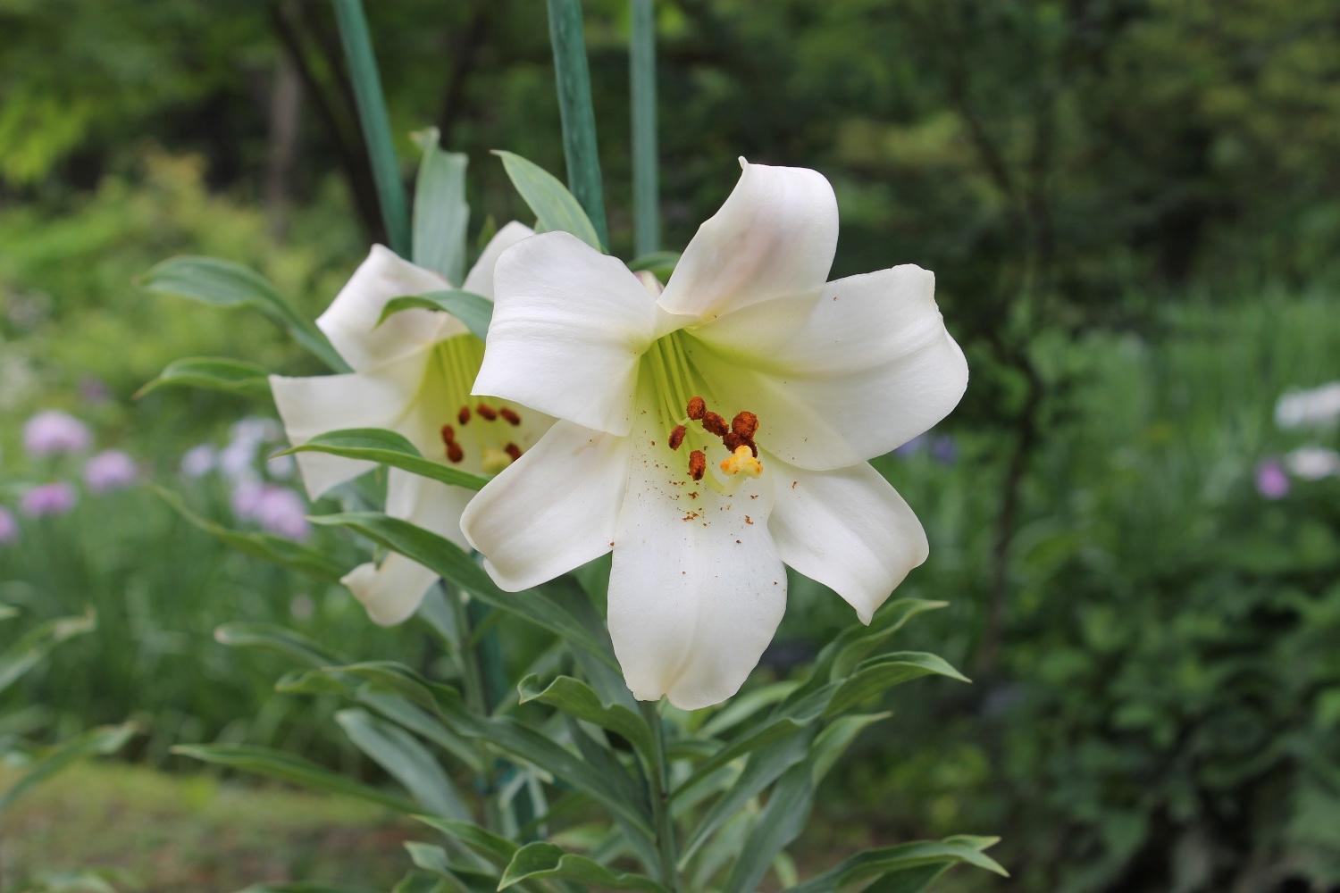 【☆幻のハカタユリが今年も開花しました☆】の画像8