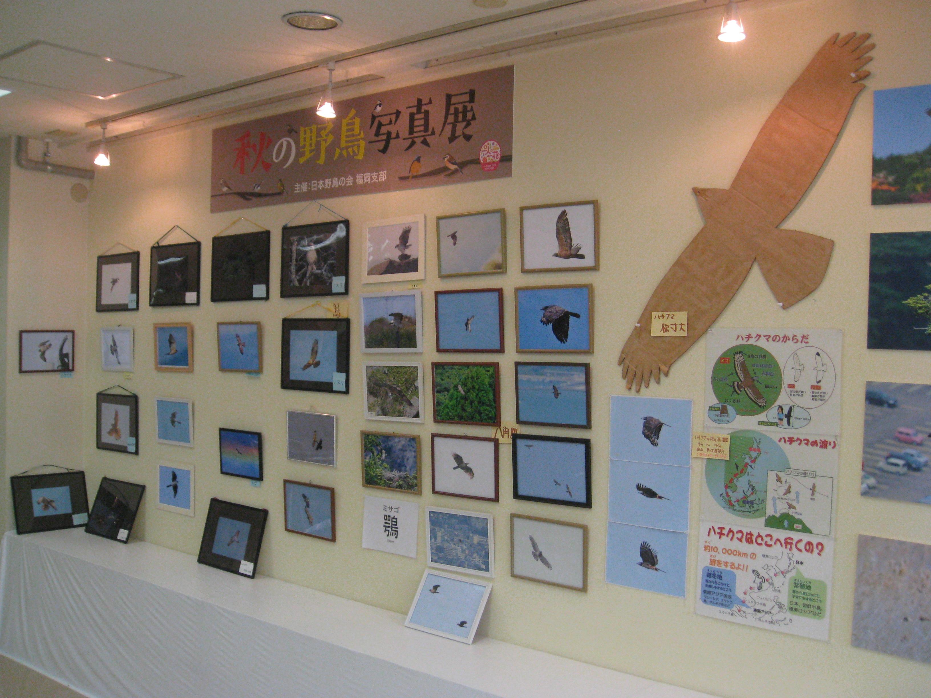 秋の野鳥写真展の画像
