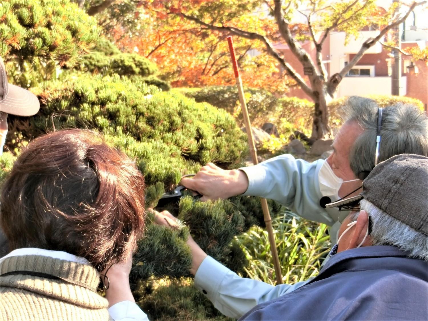 春の庭木の管理