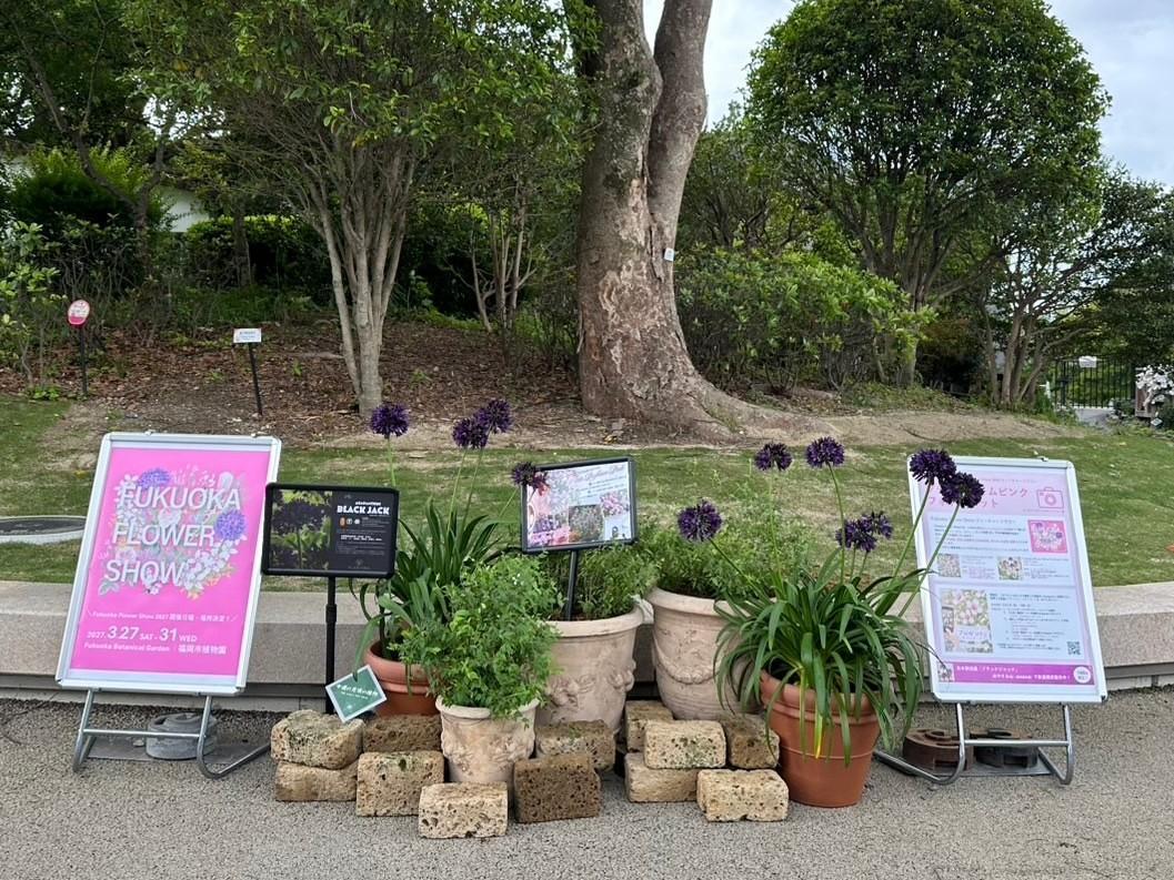 【一時中止】「フィラデルファス・プチパフュームピンク」のフォトスポット展示について