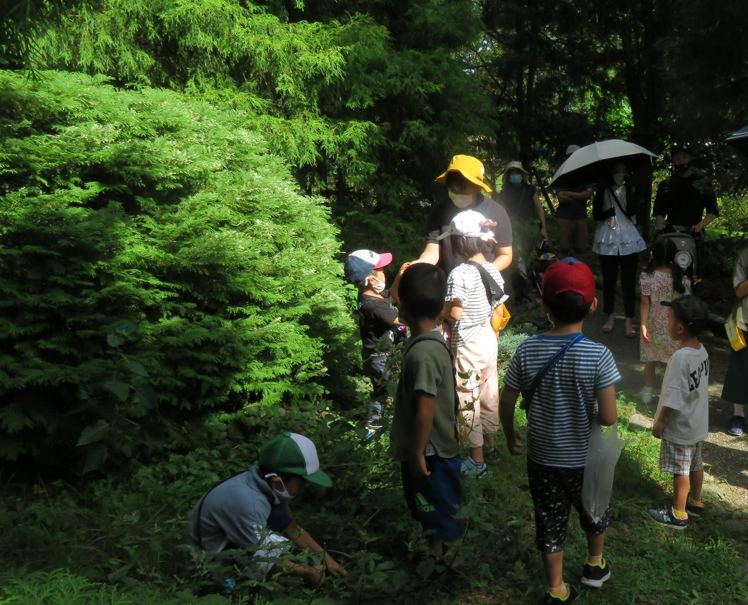 植物ってこんなにおもしろい2024　葉の不思議※9/29〆切の画像