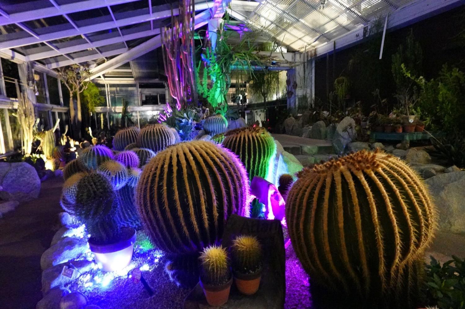 【夜の動植物園】植物園エリアの見どころ紹介の画像5