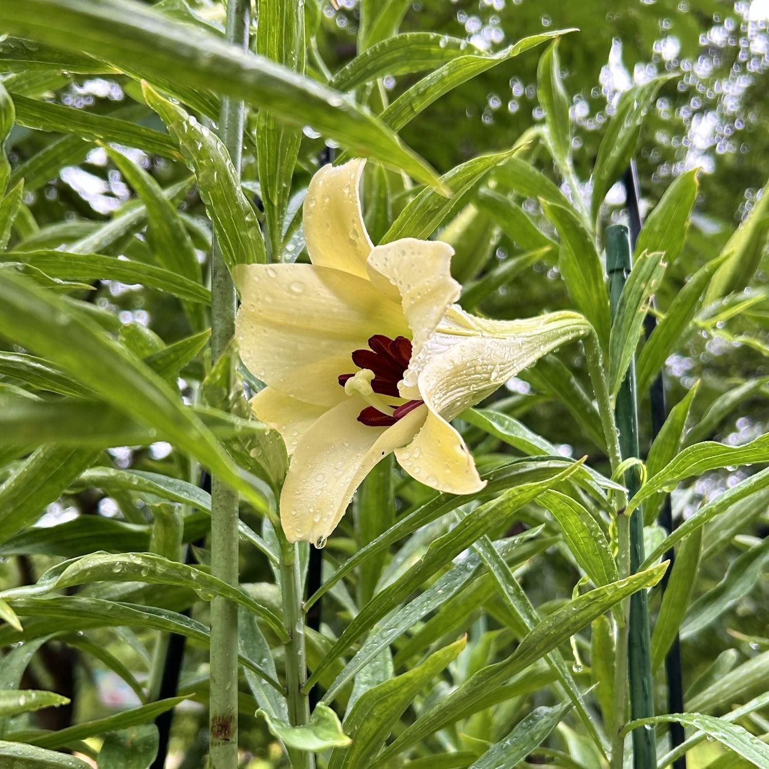 【☆幻のハカタユリが今年も開花しました☆】