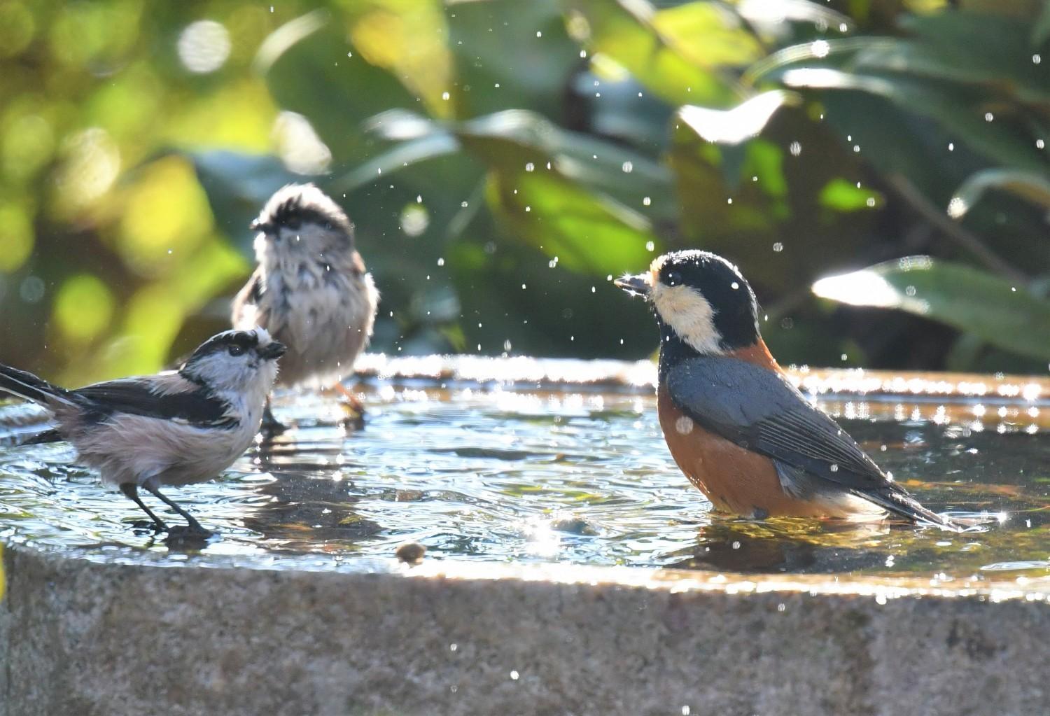 野鳥ボランティア（植物園bird-watching倶楽部）の画像4
