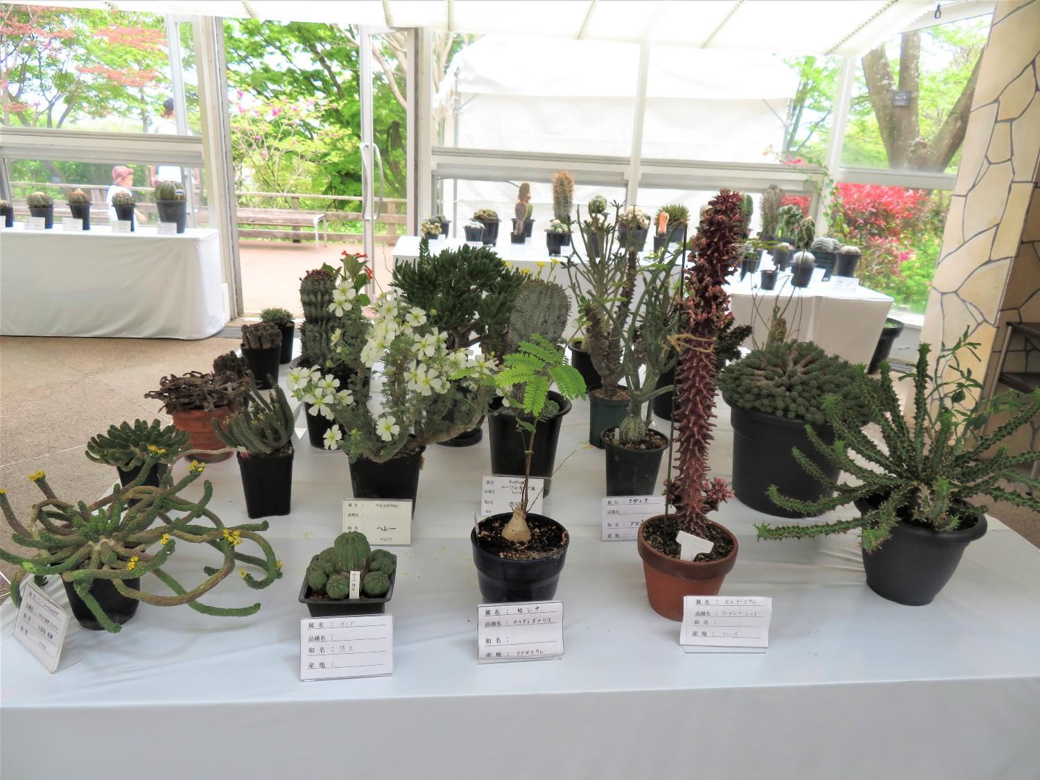 サボテン・多肉植物展の画像