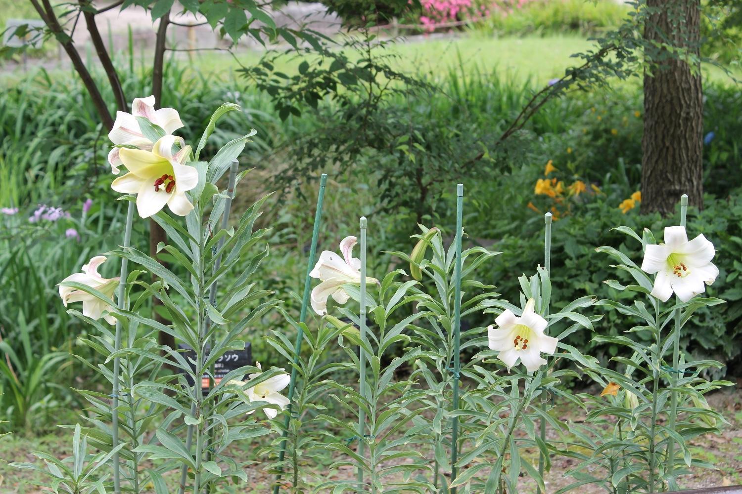 【☆幻のハカタユリが今年も開花しました☆】の画像6