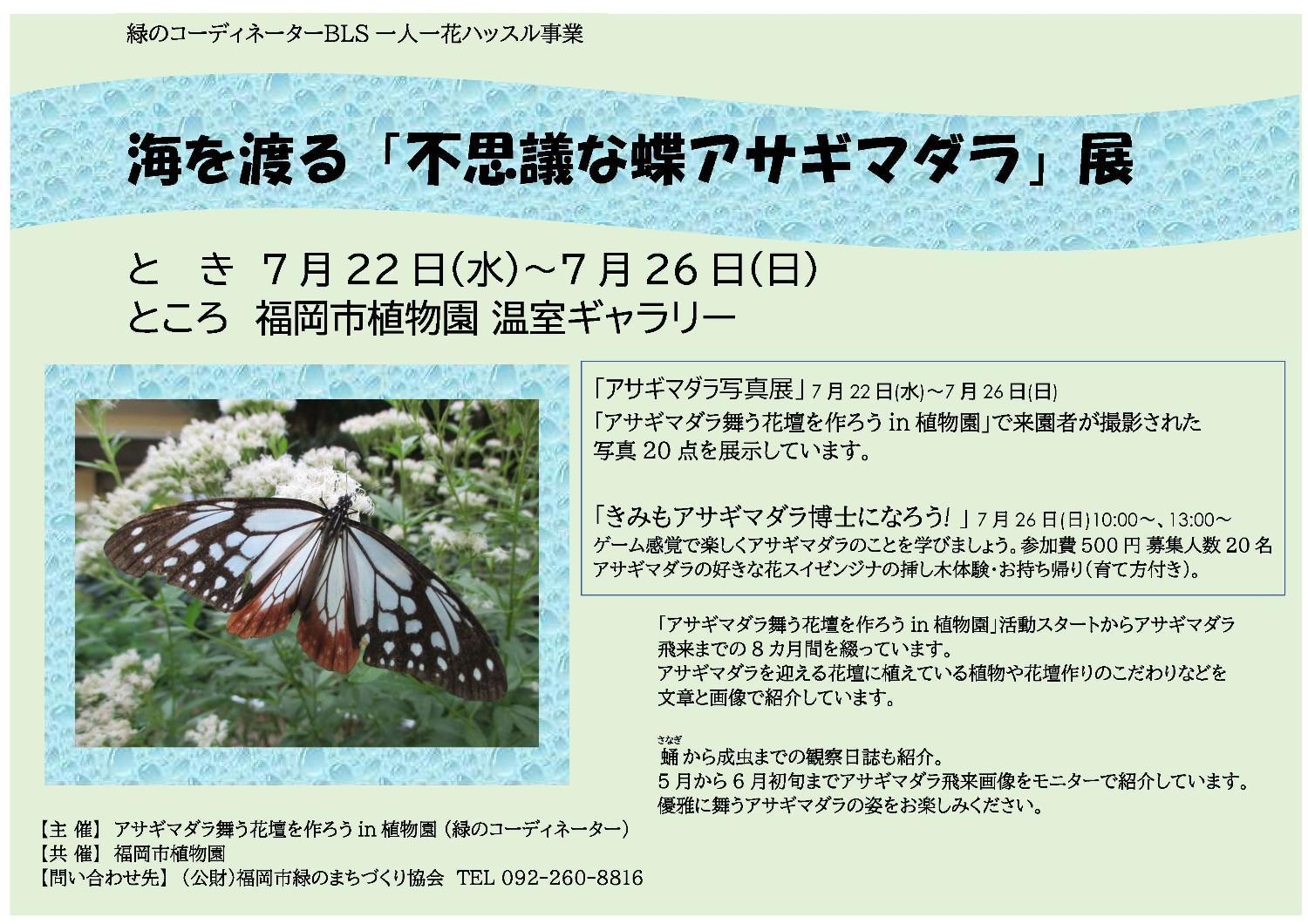 海を渡る「不思議な蝶アサギマダラ」展の画像