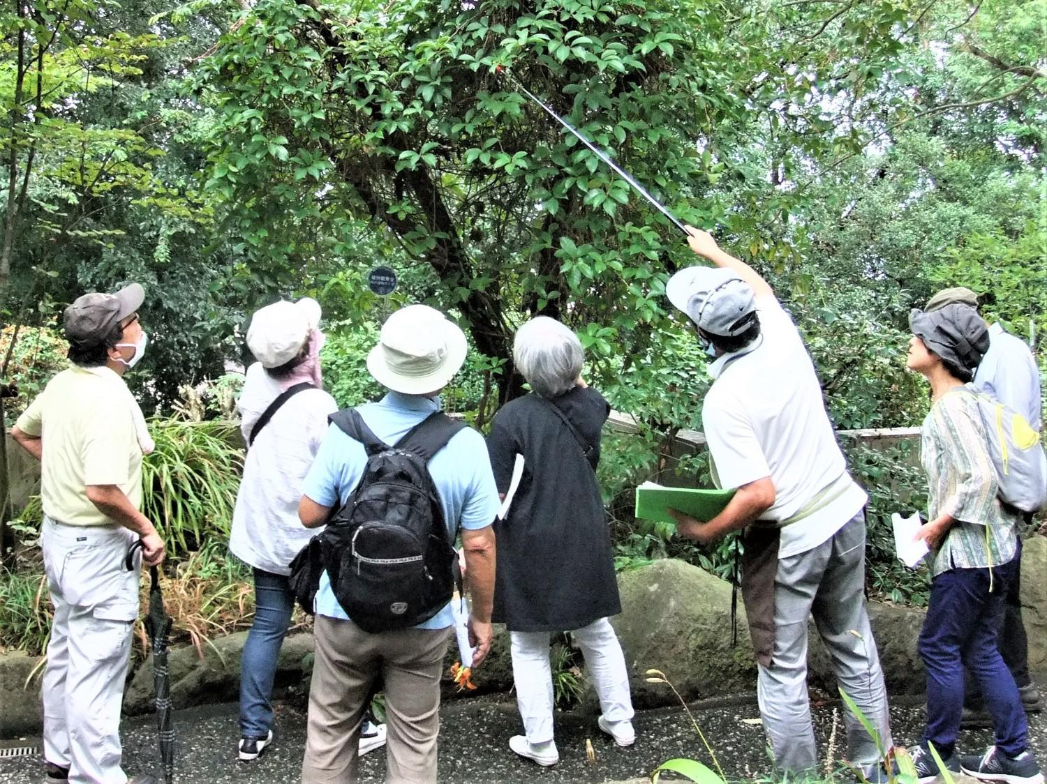 10月の植物観察会  ※当日受付の画像