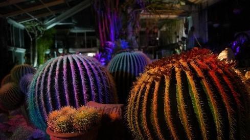 ☆夜の動植物園開催中☆植物園エリアの見どころ紹介（2024.9.13更新）の画像9