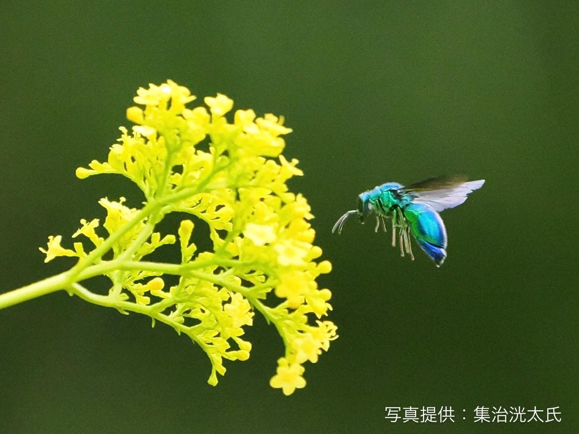 オオセイボウ(大青蜂)が来ていました！の画像3