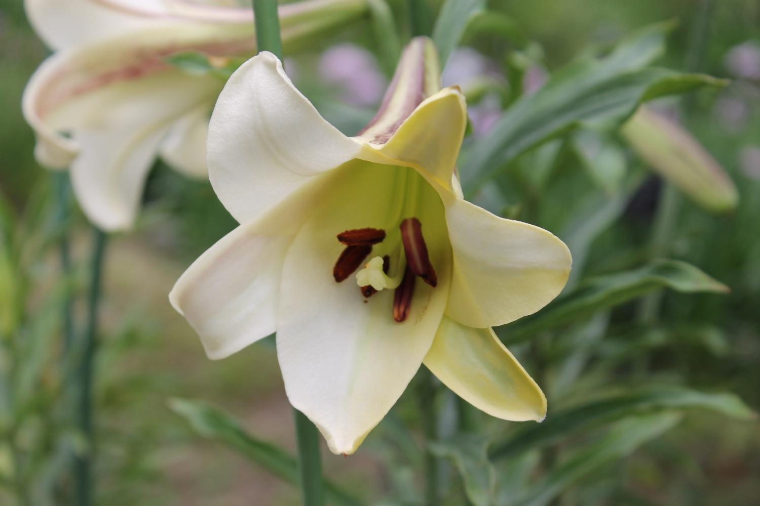 【☆幻のハカタユリが今年も開花しました☆】の画像9