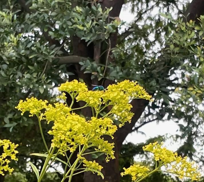 オオセイボウ(大青蜂)が来ていました！の画像5