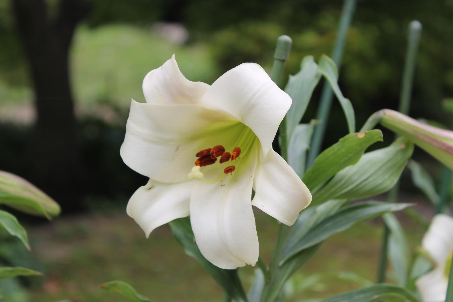 【☆幻のハカタユリが今年も開花しました☆】の画像4