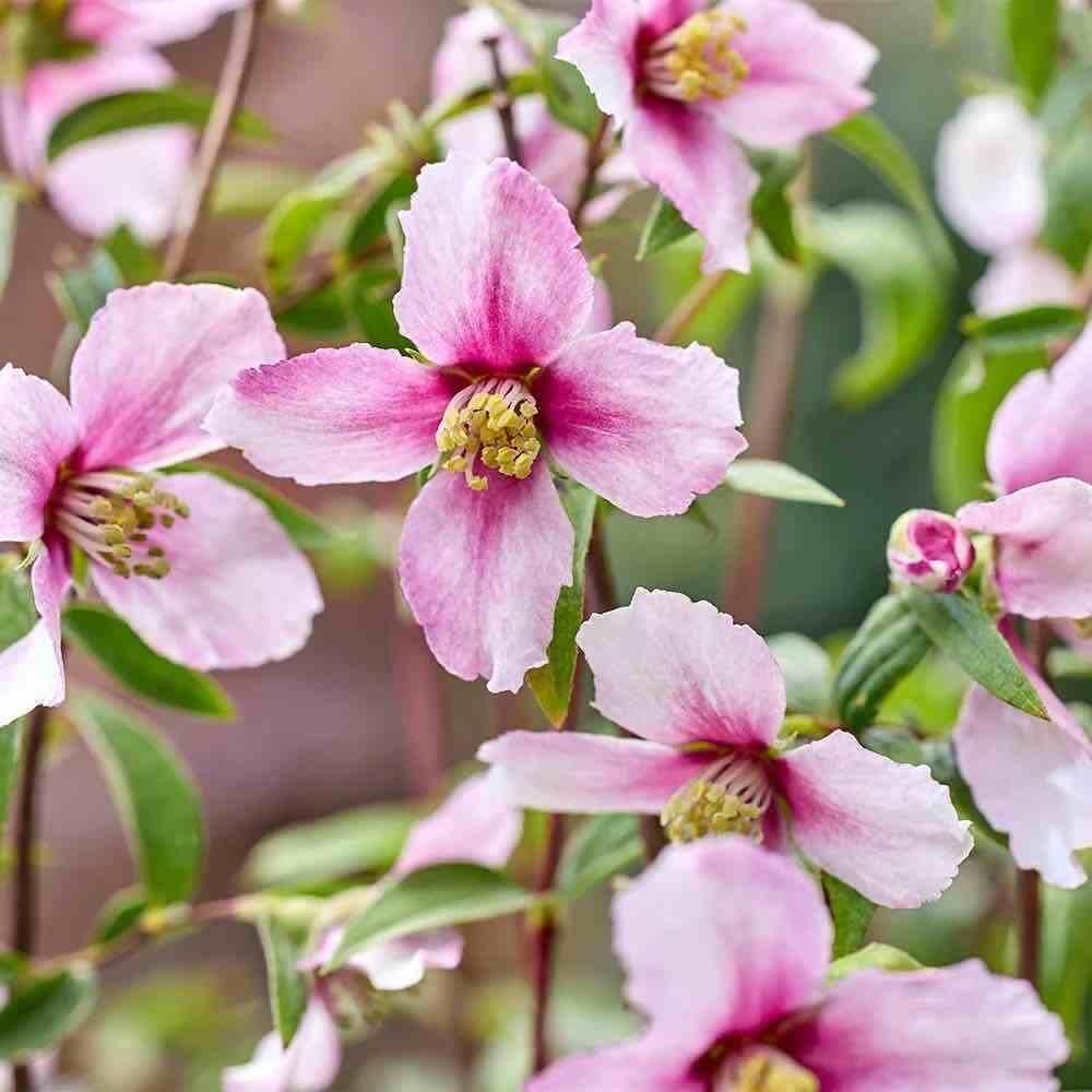 ☆春のエントランスガーデンの見どころ紹介☆の画像5