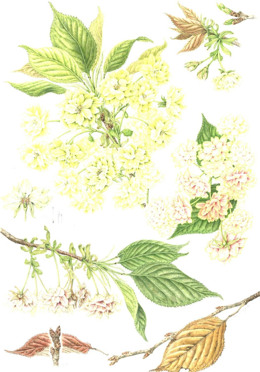 第30回福岡市植物園植物画コンクール入賞作品が決定しました。