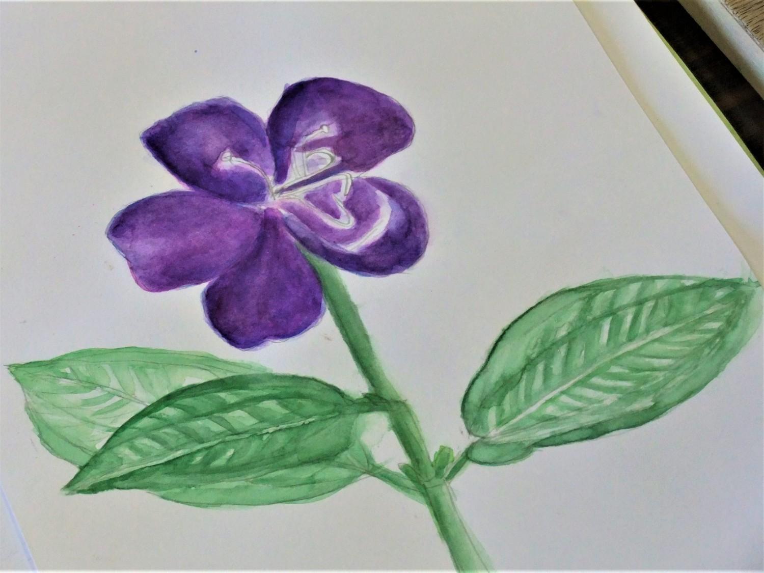 ボタニカルアート入門（全６回）※5/15〆切