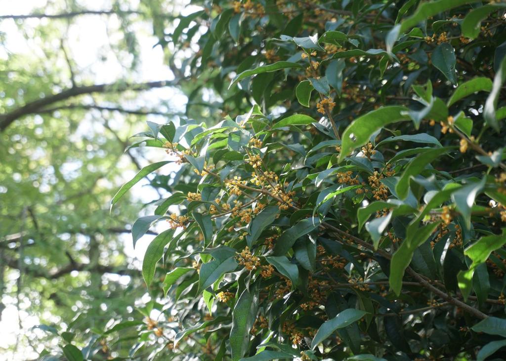 沈丁花【信濃錦A】中央に緑が入る 3色カラーが楽しめる覆輪