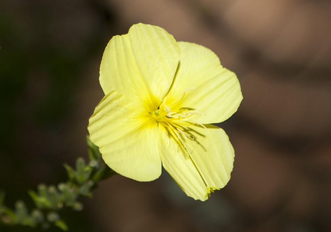 【夜の動植物園】植物園エリアの見どころ紹介の画像3