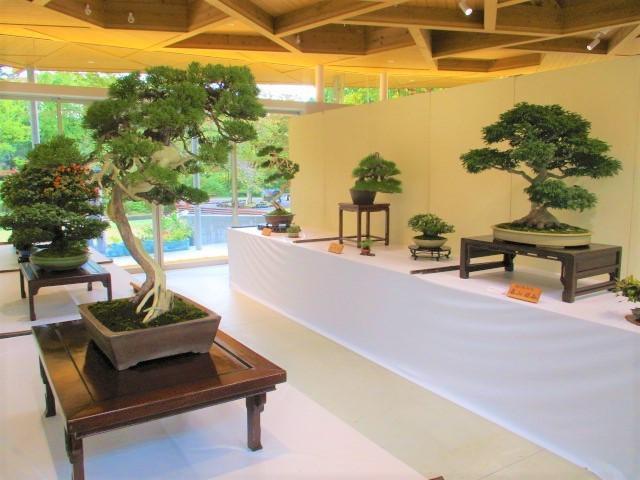 秋の盆栽展