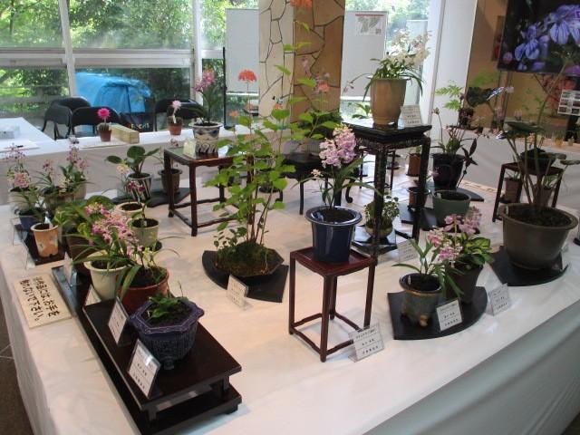 ウチョウランと山野草展