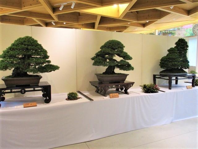 第48回 春の盆栽展